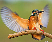 Common Kingfisher