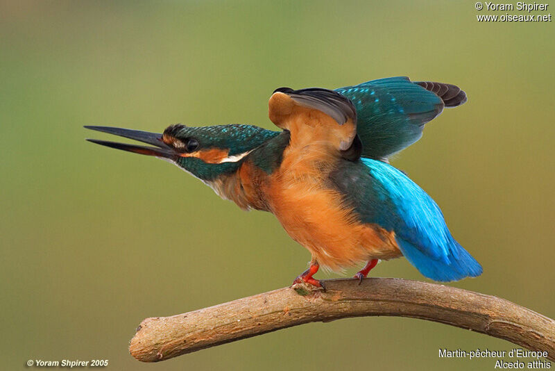 Common Kingfisher