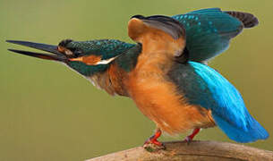 Common Kingfisher