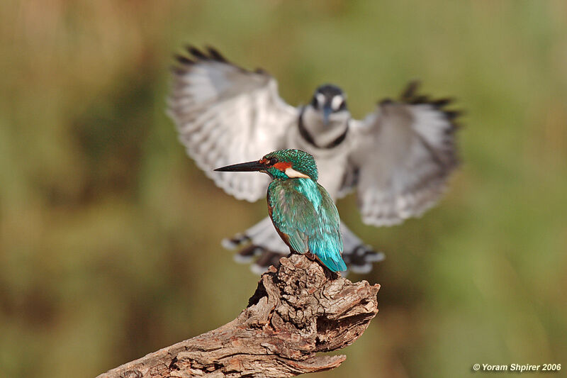 Common Kingfisher