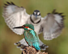 Common Kingfisher