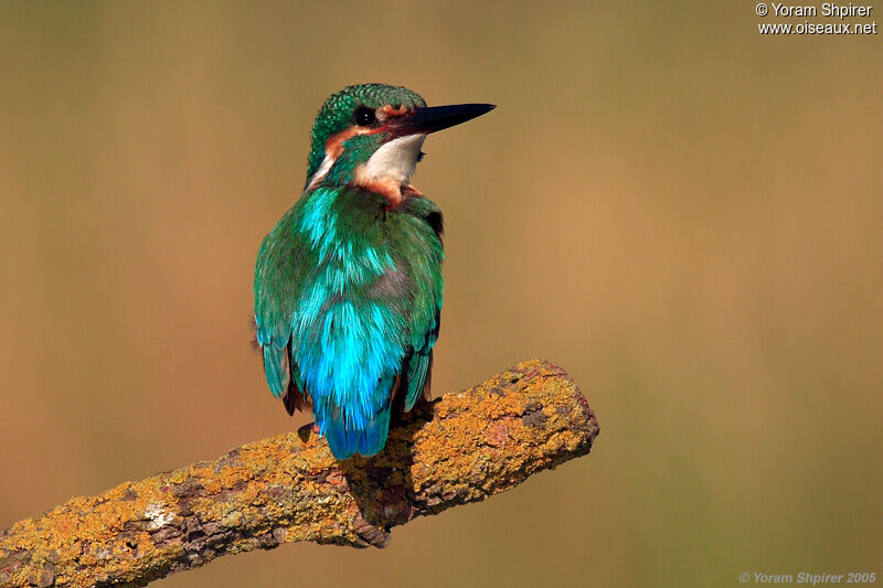 Common Kingfisher