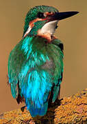 Common Kingfisher