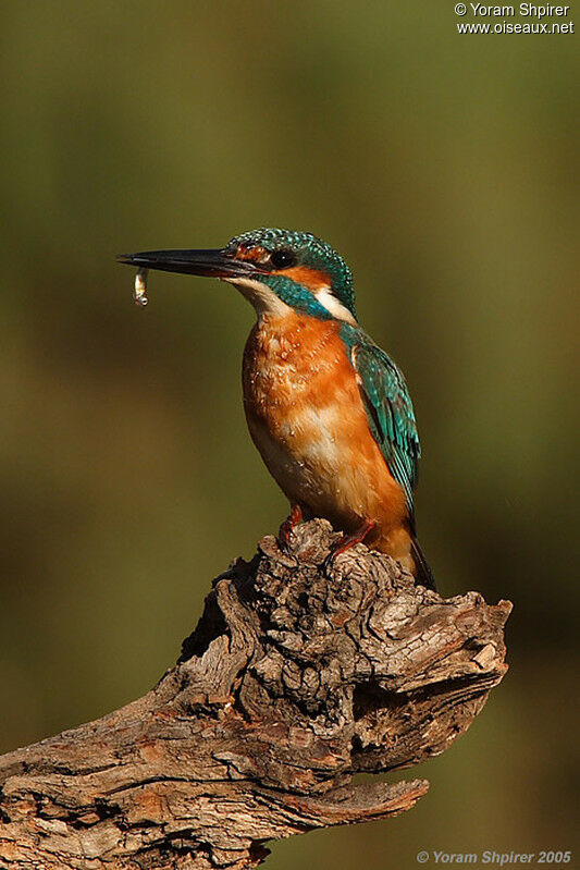 Common Kingfisher