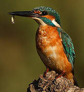 Common Kingfisher