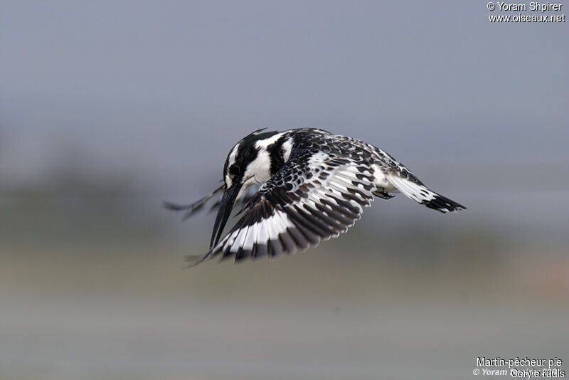 Pied Kingfisheradult