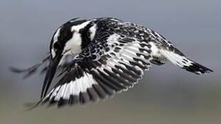 Pied Kingfisher