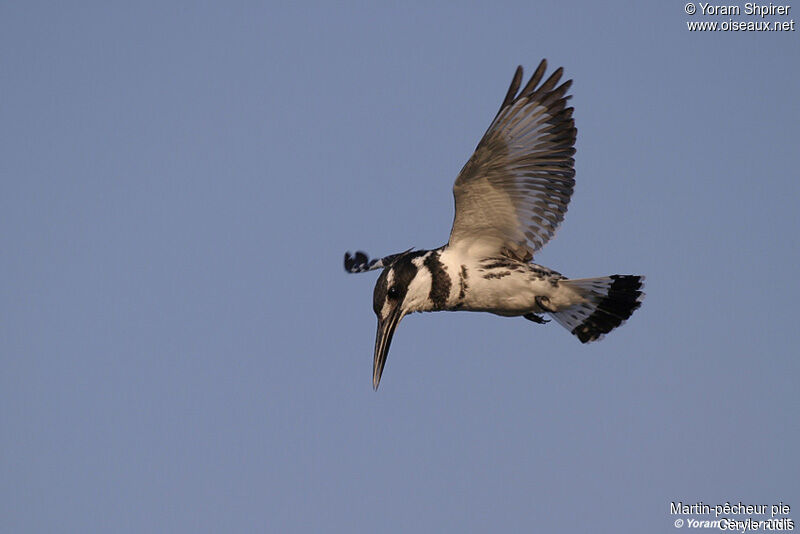 Pied Kingfisheradult