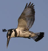 Pied Kingfisher