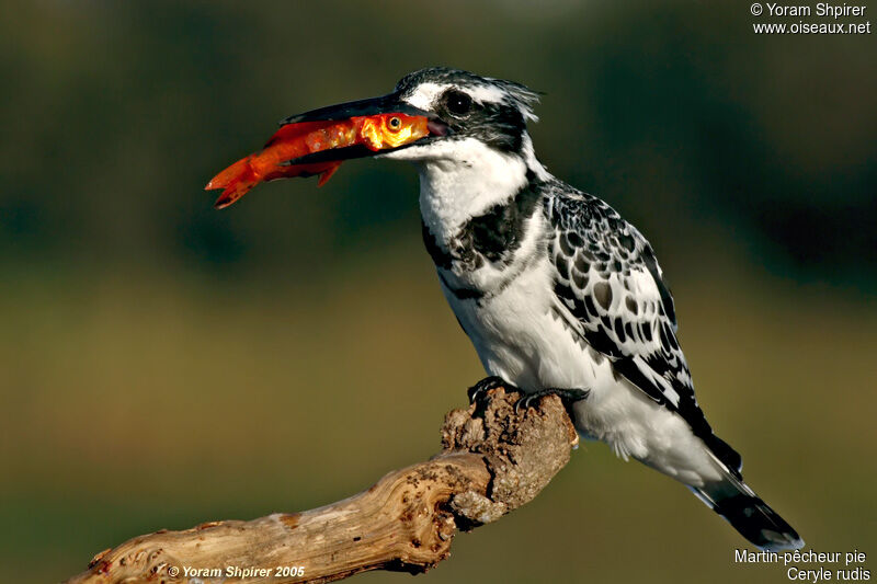 Pied Kingfisheradult