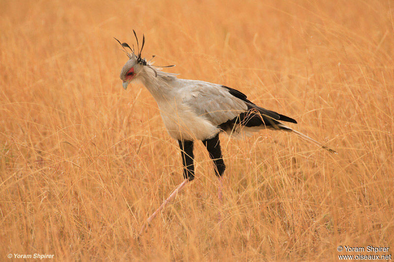 Secretarybird