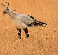 Secretarybird