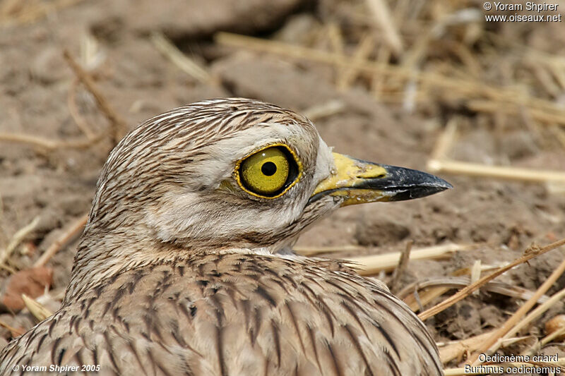 Eurasian Stone-curlewadult