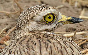 Eurasian Stone-curlew