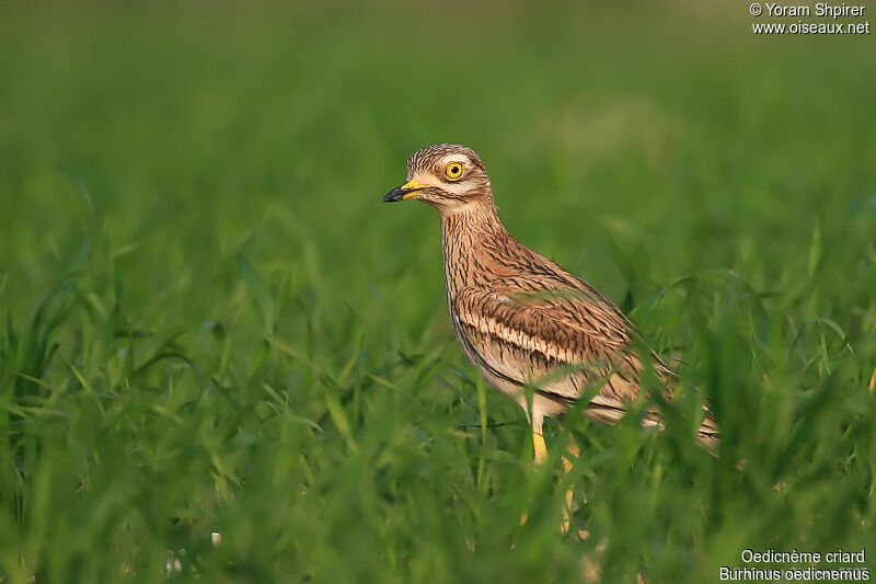 Eurasian Stone-curlewadult