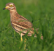 Eurasian Stone-curlew