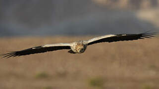 Egyptian Vulture