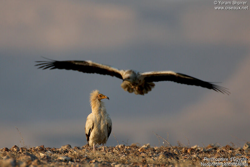 Egyptian Vulture