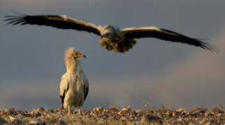 Egyptian Vulture