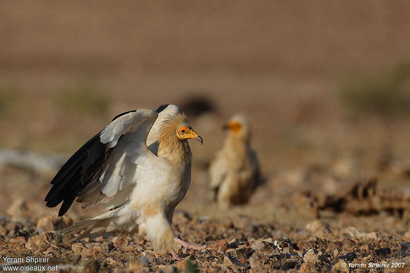 Egyptian Vultureadult, Behaviour