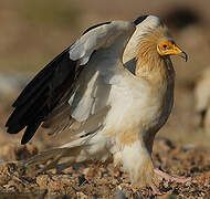 Egyptian Vulture