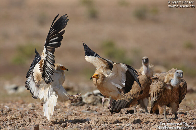 Egyptian Vulture