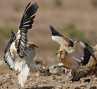 Egyptian Vulture