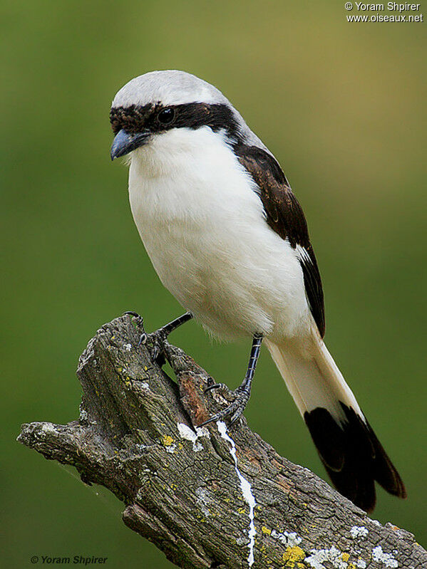 Grey-backed Fiscal