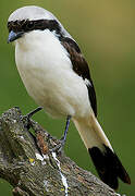 Grey-backed Fiscal