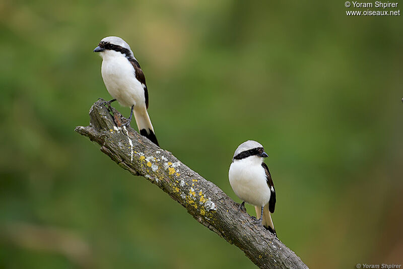 Grey-backed Fiscal 