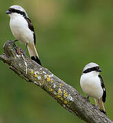 Grey-backed Fiscal