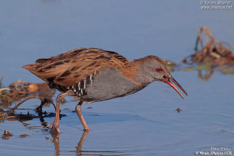 Water Railadult