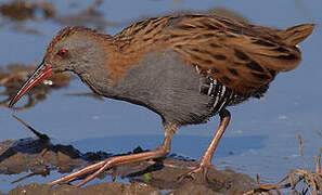 Water Rail