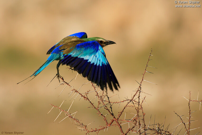 Lilac-breasted Roller