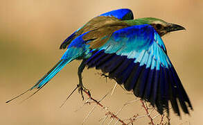 Lilac-breasted Roller