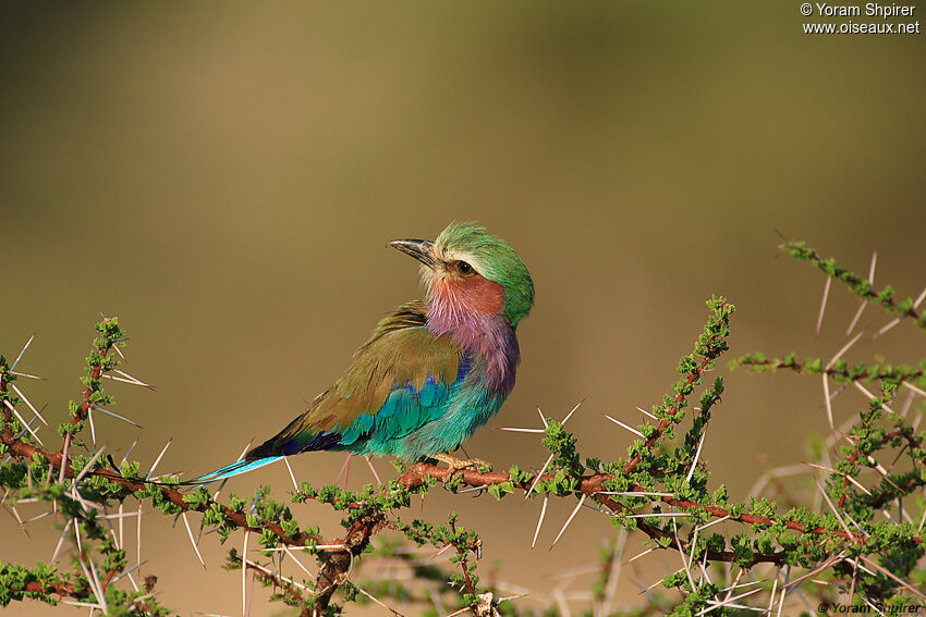 Lilac-breasted Roller