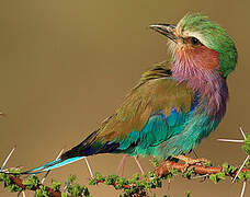 Lilac-breasted Roller