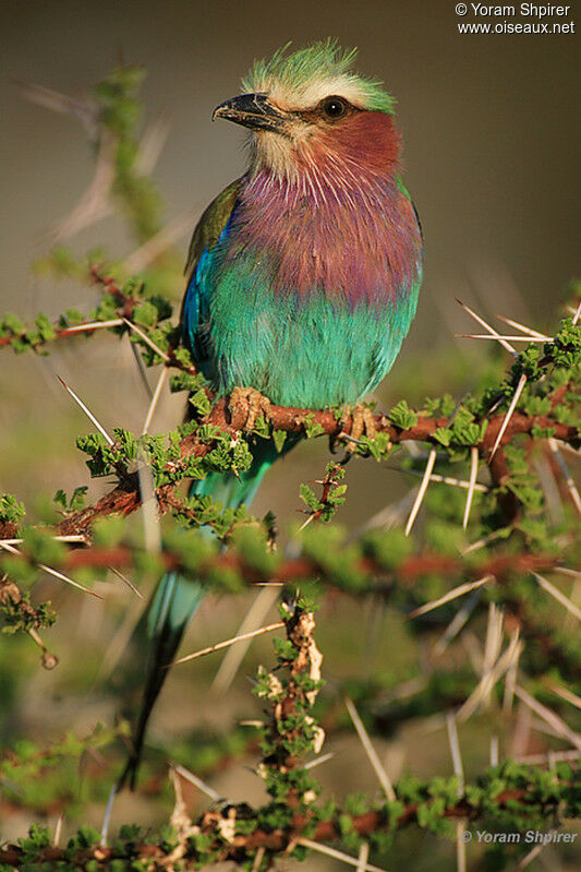 Lilac-breasted Roller