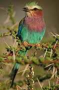 Lilac-breasted Roller