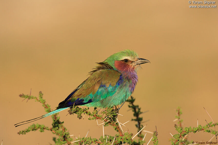 Lilac-breasted Roller