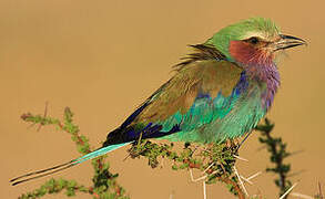 Lilac-breasted Roller