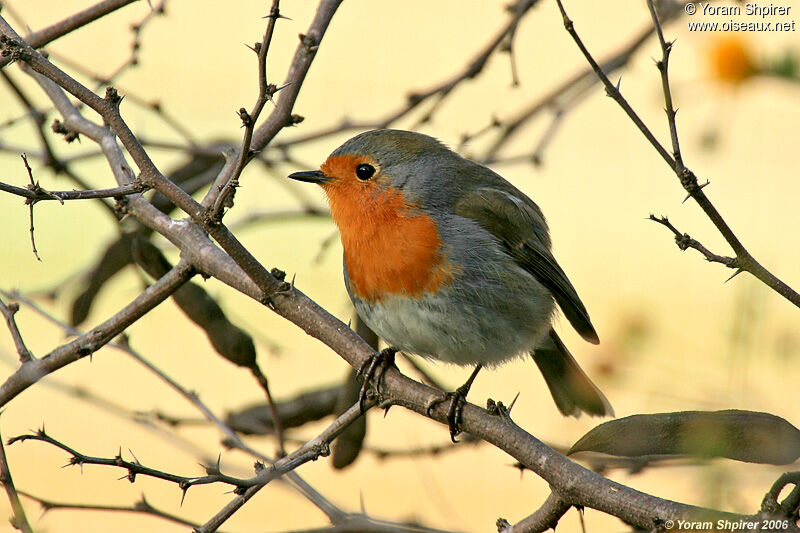 European Robin