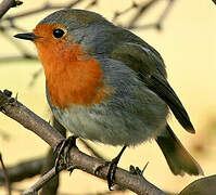 European Robin