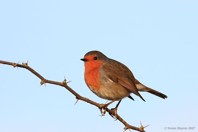 European Robin