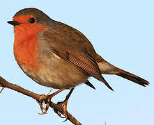 European Robin