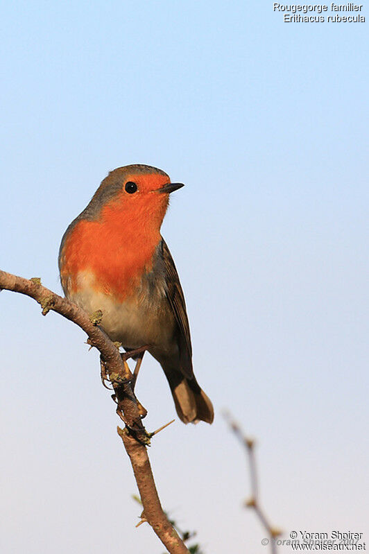 European Robinadult