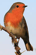 European Robin