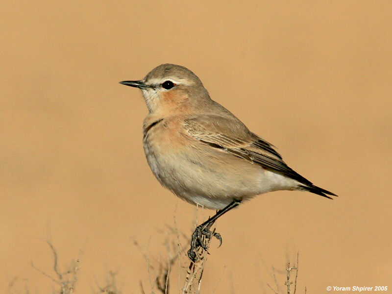 Northern Wheatear