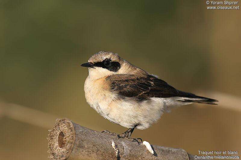 Eastern Black-eared Wheatear