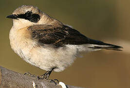 Eastern Black-eared Wheatear